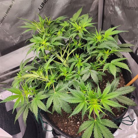 Super Silver Haze pot #2 growlog timeline photo