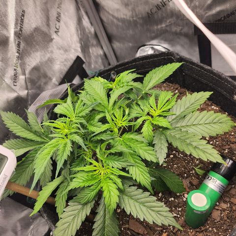 Super Silver Haze pot #1 growlog timeline photo