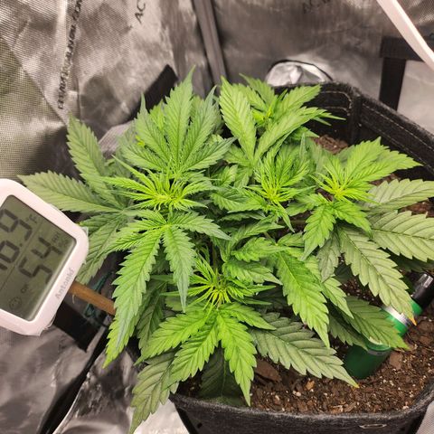 Super Silver Haze pot #1 growlog timeline photo