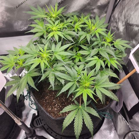 Super Silver Haze pot #2 growlog timeline photo