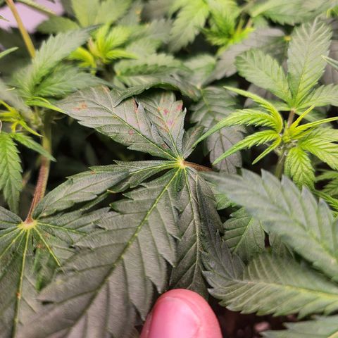 Super Silver Haze pot #2 growlog photo: Noted some spots on the leaves