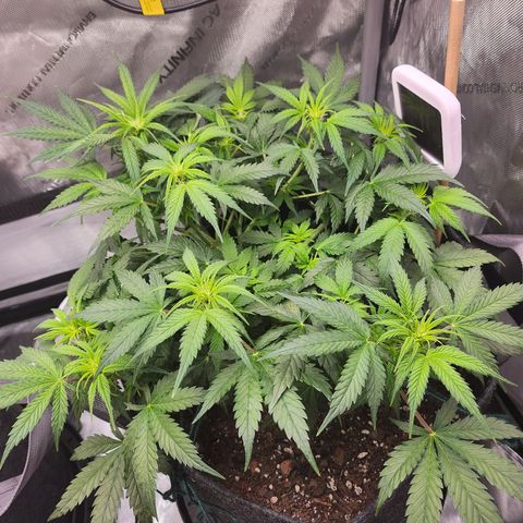 Super Silver Haze pot #2 growlog photo: Noted some spots on the leaves