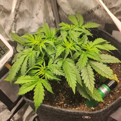 Super Silver Haze pot #1 growlog photo: Removed burnt leaf