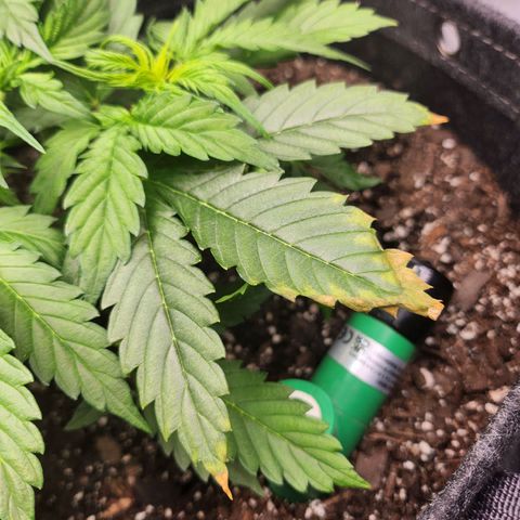 Super Silver Haze pot #1 growlog photo: Removed burnt leaf