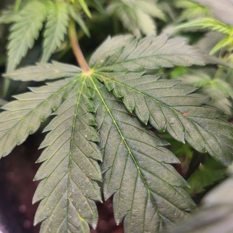Super Silver Haze pot #2 growlog timeline photo