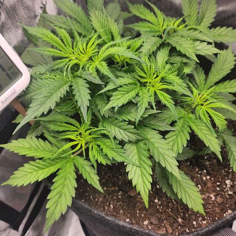 Super Silver Haze pot #1 growlog timeline photo