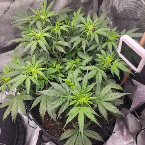 Super Silver Haze pot #2 growlog timeline photo