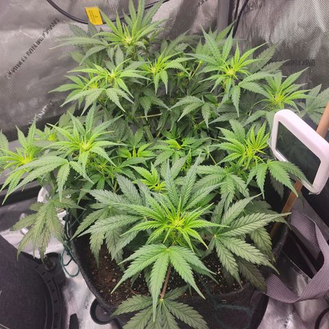 Super Silver Haze pot #2 growlog timeline photo