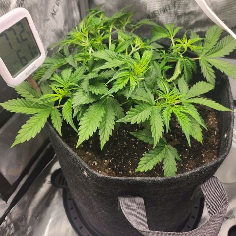 Super Silver Haze pot #1 growlog timeline photo