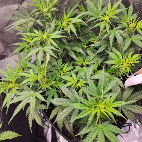 Super Silver Haze pot #2 growlog photo: Some brown spotting.  Hopefully will clear up with correct ph.