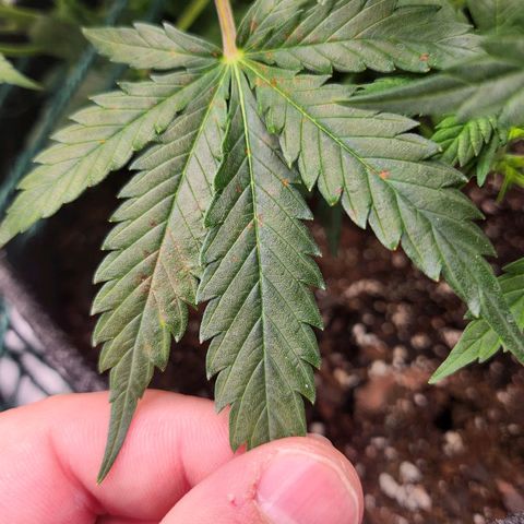 Super Silver Haze pot #2 growlog photo: Some brown spotting.  Hopefully will clear up with correct ph.