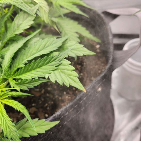 Super Silver Haze pot #1 growlog photo: Some light tip burn