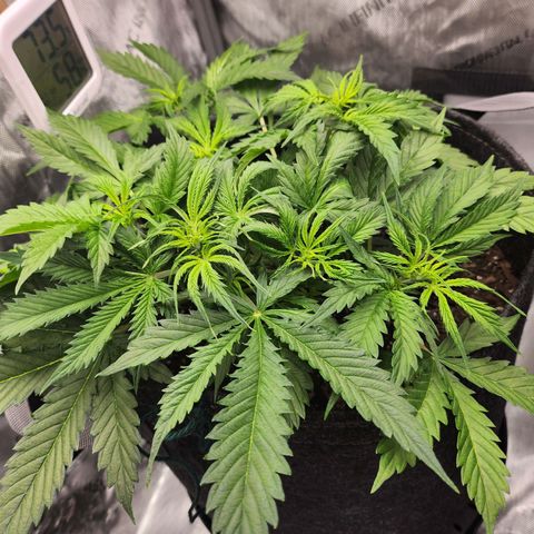 Super Silver Haze pot #1 growlog photo: Some light tip burn