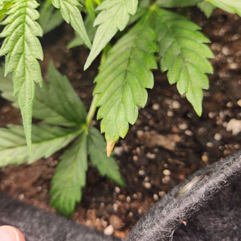 Super Silver Haze pot #1 growlog photo: Some light tip burn