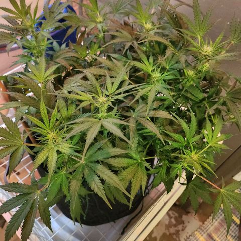 Super Silver Haze pot #1 growlog timeline photo