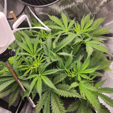 Super Silver Haze pot #1 growlog timeline photo