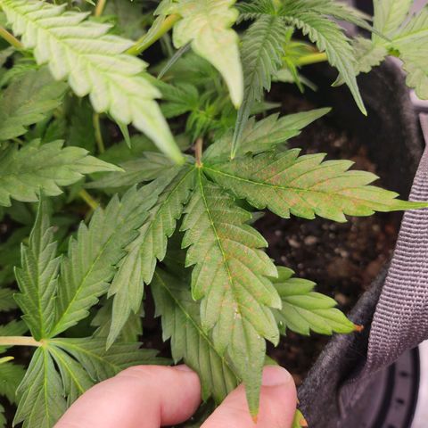Super Silver Haze pot #1 growlog timeline photo