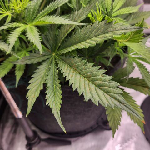 Super Silver Haze pot #1 growlog timeline photo