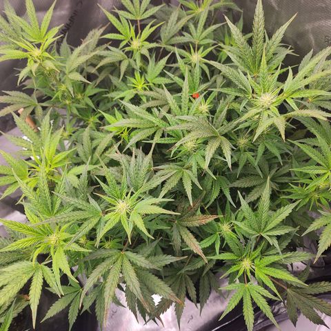 Super Silver Haze pot #2 growlog timeline photo