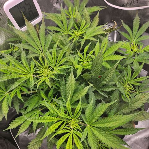 Super Silver Haze pot #1 growlog timeline photo