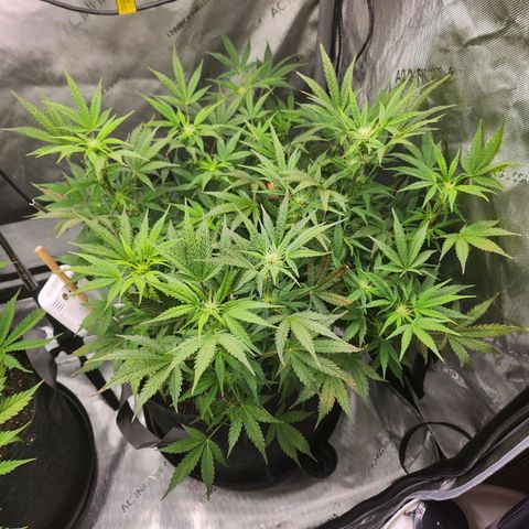 Super Silver Haze pot #2 growlog timeline photo