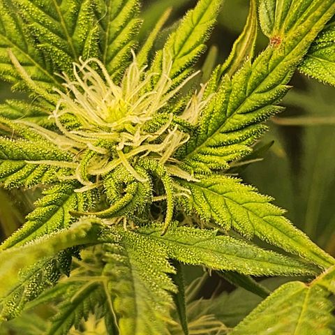 Super Silver Haze pot #2 growlog timeline photo