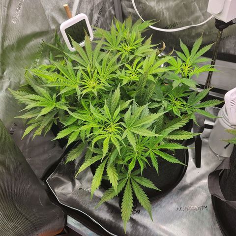 Super Silver Haze pot #1 growlog timeline photo