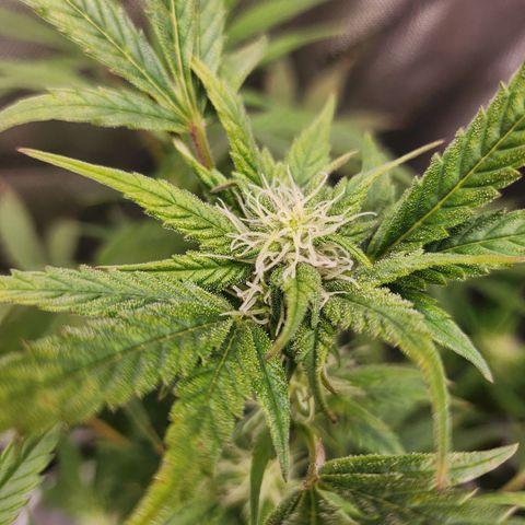 Super Silver Haze pot #2 growlog timeline photo
