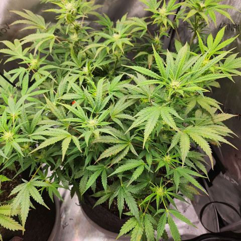 Super Silver Haze pot #2 growlog timeline photo