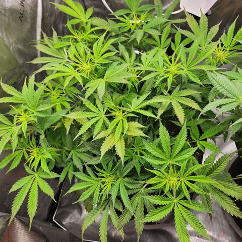 Super Silver Haze pot #1 growlog timeline photo