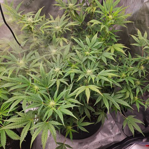 Super Silver Haze pot #2 growlog timeline photo