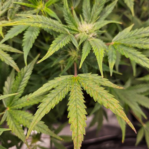 Super Silver Haze pot #2 growlog timeline photo