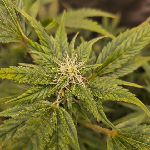 Super Silver Haze pot #2 growlog timeline photo