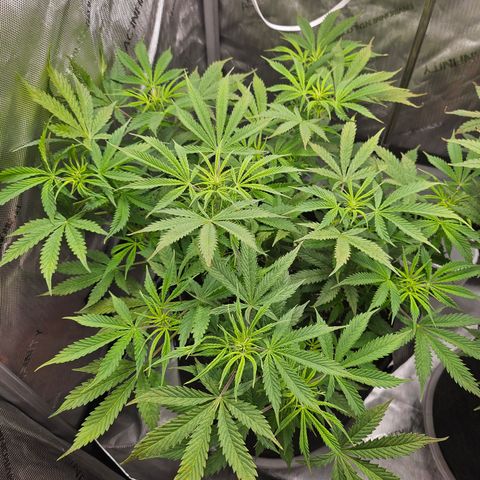 Super Silver Haze pot #1 growlog timeline photo