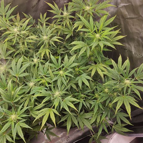 Super Silver Haze pot #2 growlog timeline photo