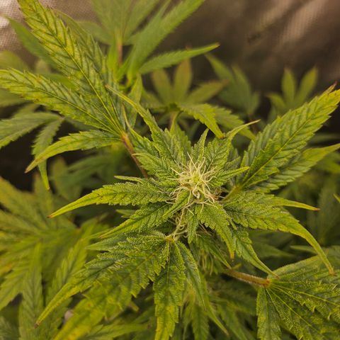 Super Silver Haze pot #2 growlog timeline photo