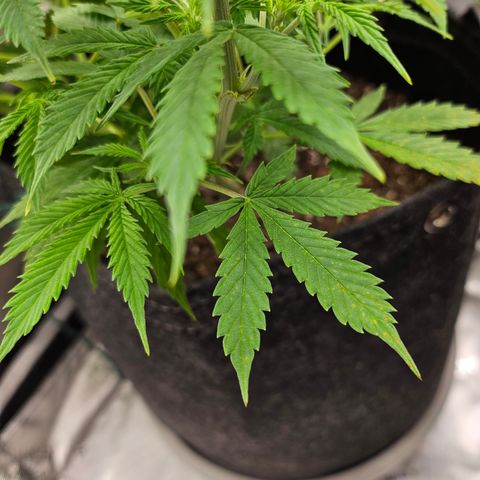 Super Silver Haze pot #1 growlog timeline photo
