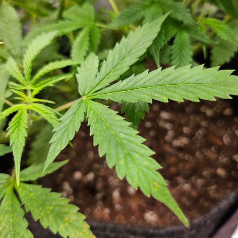 Super Silver Haze pot #1 growlog timeline photo
