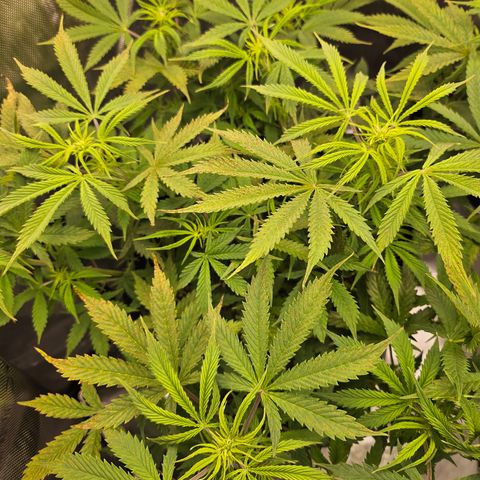 Super Silver Haze pot #1 growlog timeline photo