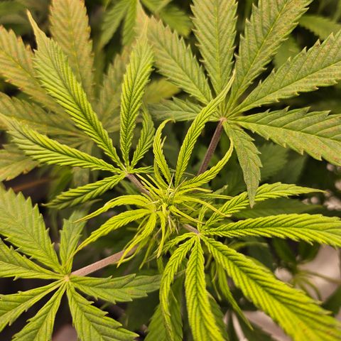 Super Silver Haze pot #1 growlog timeline photo