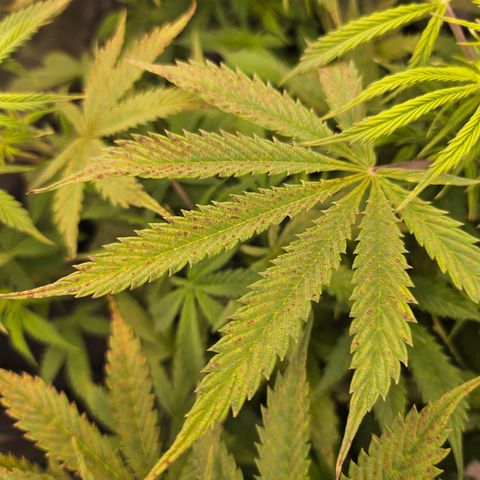 Super Silver Haze pot #1 growlog timeline photo