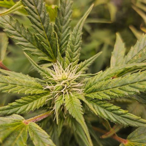 Super Silver Haze pot #2 growlog timeline photo