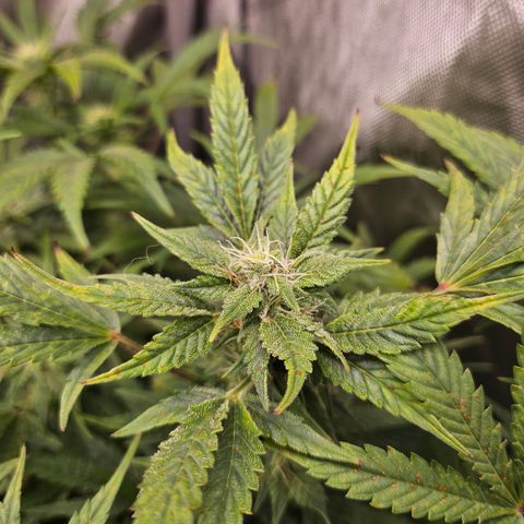 Super Silver Haze pot #2 growlog timeline photo