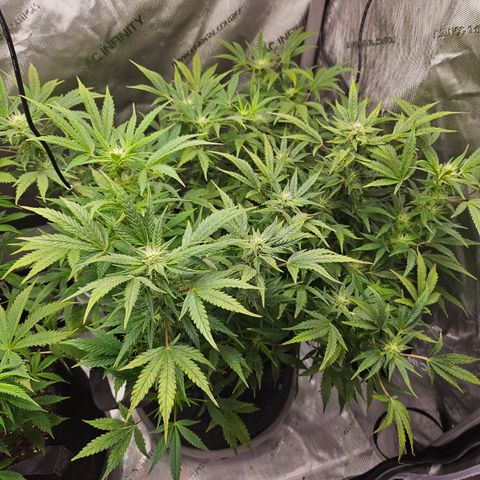 Super Silver Haze pot #2 growlog timeline photo