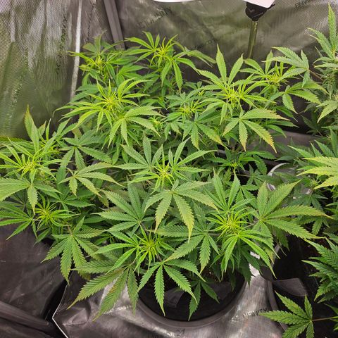 Super Silver Haze pot #1 growlog timeline photo