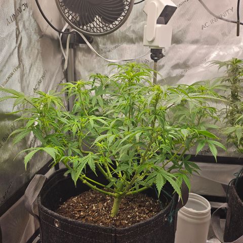 Super Silver Haze pot #1 growlog photo: Post defoliation 