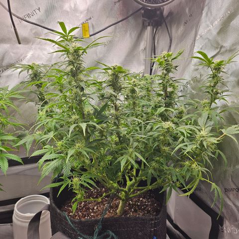 Super Silver Haze pot #2 growlog photo: Post defoliation 