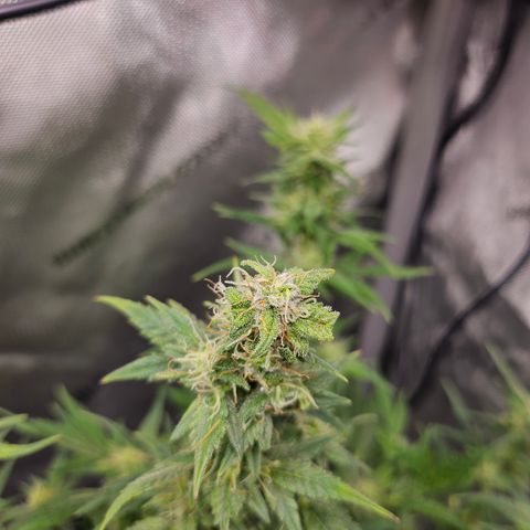 Super Silver Haze pot #2 growlog timeline photo