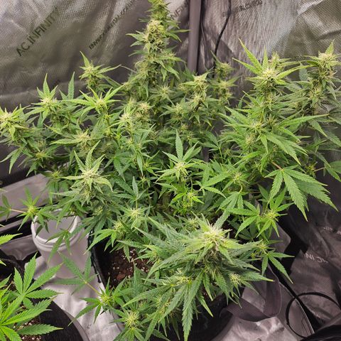 Super Silver Haze pot #2 growlog timeline photo