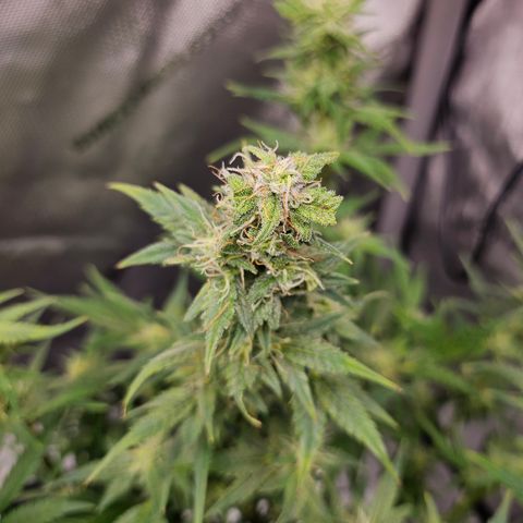Super Silver Haze pot #2 growlog timeline photo